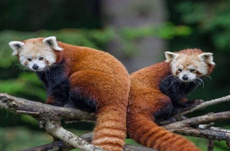 रेडपाण्डाको संरक्षणमा जुटे जुम्लाका स्थानीय तह 